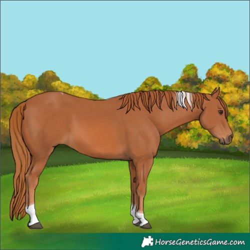 Horse Color:Chestnut Tobiano