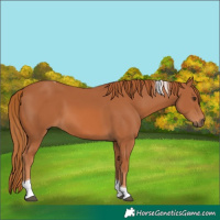 Horse Color:Chestnut Tobiano