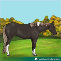 Horse Color:Liver Chestnut Tobiano 