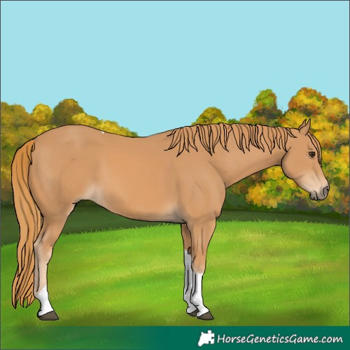 Horse Color:Chestnut Tobiano 