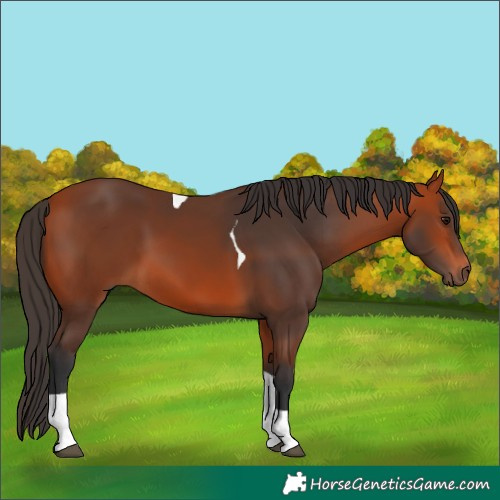 Horse Color:Bay Tobiano 