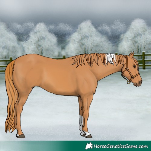 Horse Color:Chestnut Tobiano