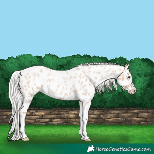 Horse Color:Silver Classic Champagne Roan Splash Tobiano Frame Leopard Rabicano 