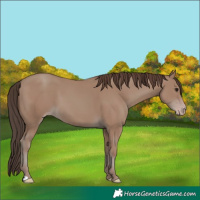 Horse Color:Classic Champagne 