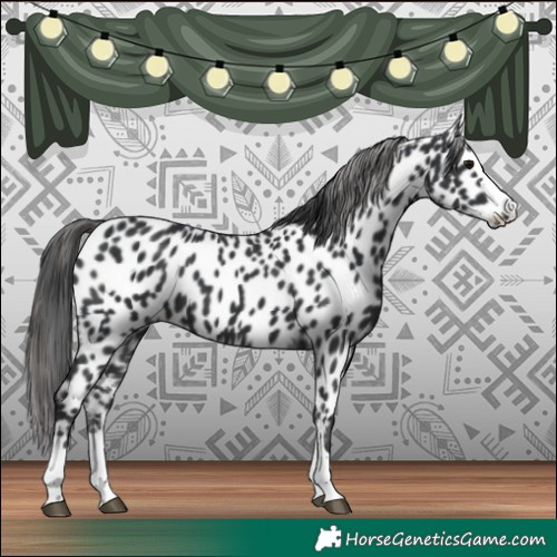 Horse Color:Black Appaloosa