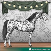 Horse Color:Black Appaloosa 