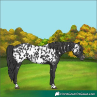 Horse Color:Black Near Leopard