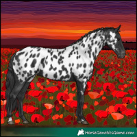 Horse Color:Black Appaloosa