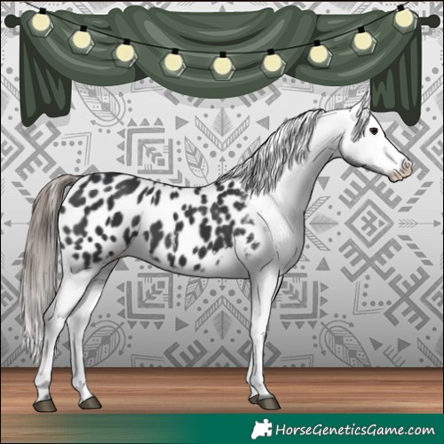 Horse Color:Black Blanket 