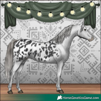Horse Color:Black Appaloosa 