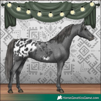 Horse Color:Black Appaloosa 