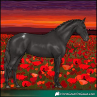 Horse Color:Smoky Black Appaloosa 