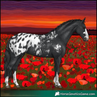 Horse Color:Black Appaloosa 