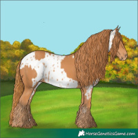 Horse Color:Chestnut and Chestnut Appaloosa