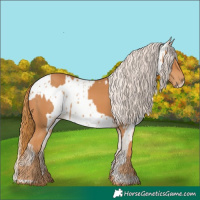 Horse Color:Chestnut  and Chestnut Appaloosa 