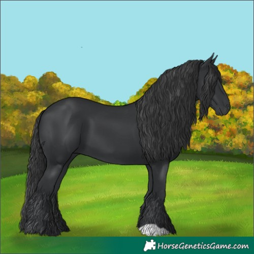 Horse Color:Black 