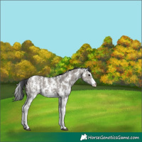 Horse Color:Grullo Sabino Rabicano 
