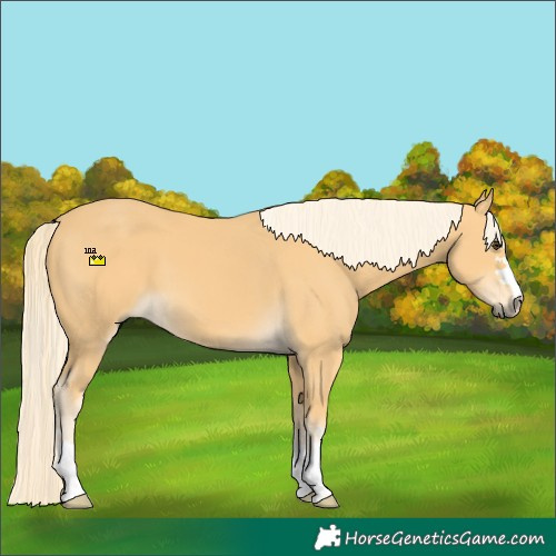 Horse Color:Palomino