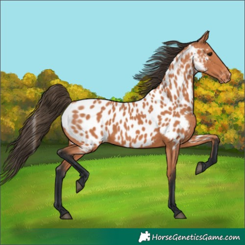 Horse Color:Bay Appaloosa 