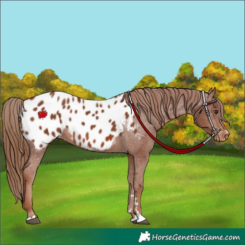 Horse Color:Chestnut Appaloosa 
