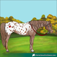 Horse Color:Chestnut Appaloosa 
