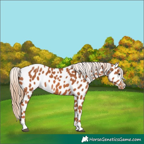 Horse Color:Chestnut Near Leopard 