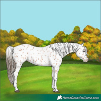 Horse Color:Bay Leopard 