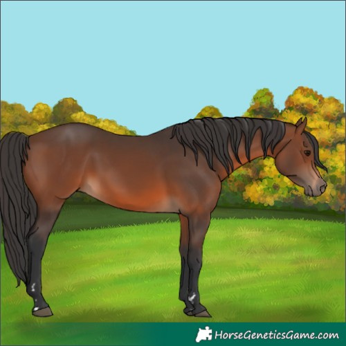 Horse Color:Brown 