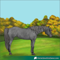 Horse Color:Black Appaloosa 