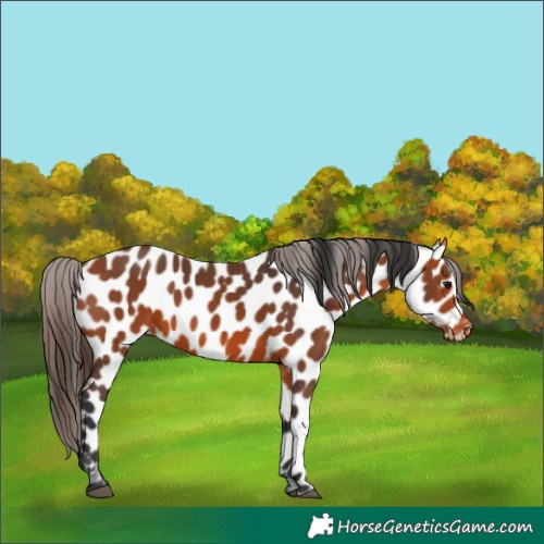 Horse Color:Bay Appaloosa 