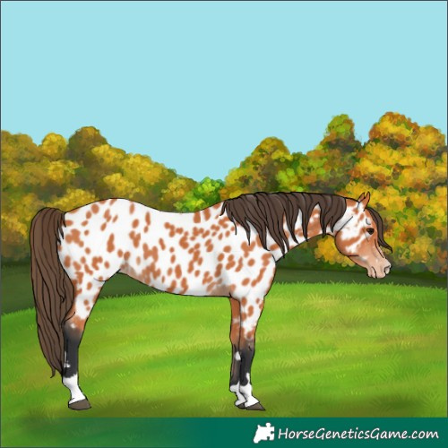 Horse Color:Bay Near Leopard 
