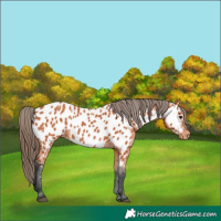 Horse Color:Bay Appaloosa 