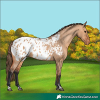 Horse Color:Bay Dun Appaloosa