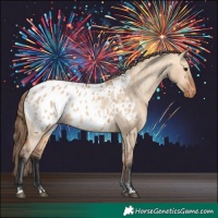 Horse Color:Bay Dun Appaloosa 