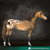 Horse Color:Buckskin Appaloosa 