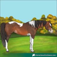 Horse Color:Bay Splash Tobiano