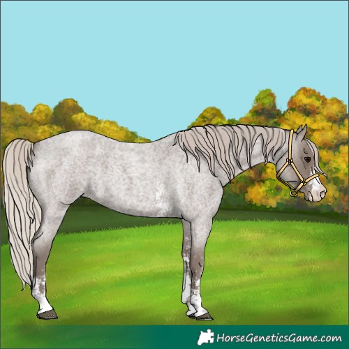 Horse Color:Silver Blue Roan Sabino 