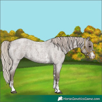Horse Color:Silver Blue Roan Sabino 