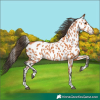 Horse Color:Bay Appaloosa 