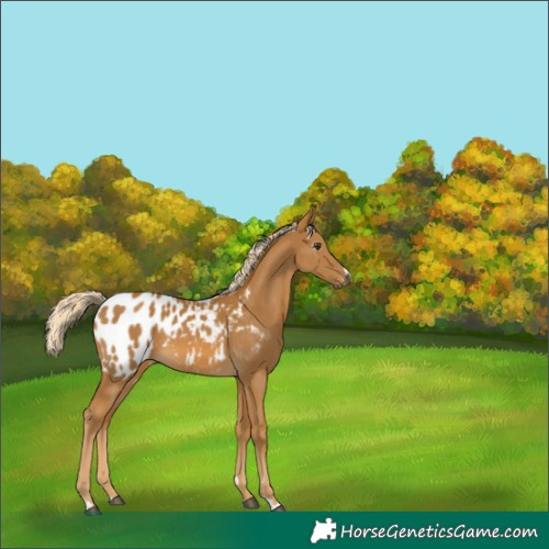 Horse Color:Gray Palomino Blanket 