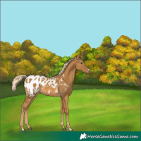Horse Color:Gray Palomino Appaloosa 
