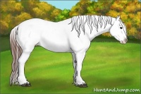 Horse Color:Bay Frame Appaloosa 