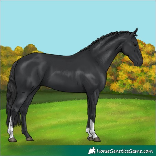 Horse Color:Black Tobiano Rabicano 