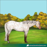 Horse Color:Silver Brown Roan Dun Appaloosa