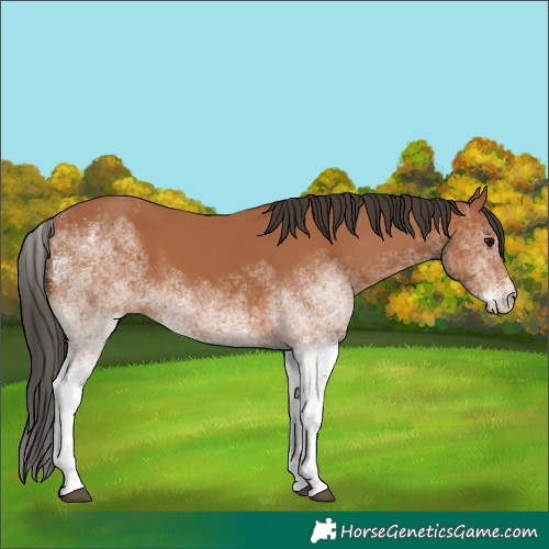 Horse Color:White Spotted Bay 
