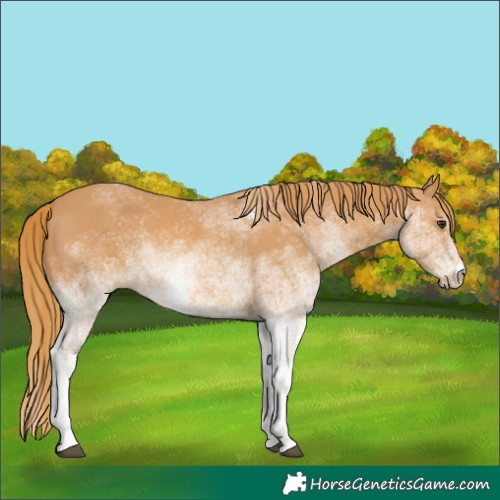 Horse Color:White Spotted Chestnut 
