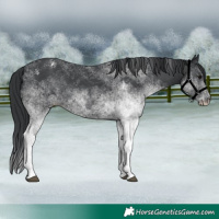 Horse Color:White Spotted Black