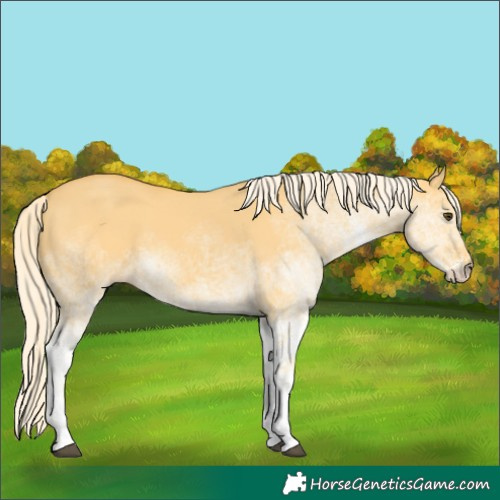 Horse Color:White Spotted Palomino Dun