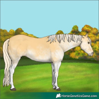 Horse Color:White Spotted Palomino Dun