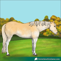 Horse Color:White Spotted Palomino Dun 
